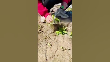 cool defense tool for pulling weeds #shorts