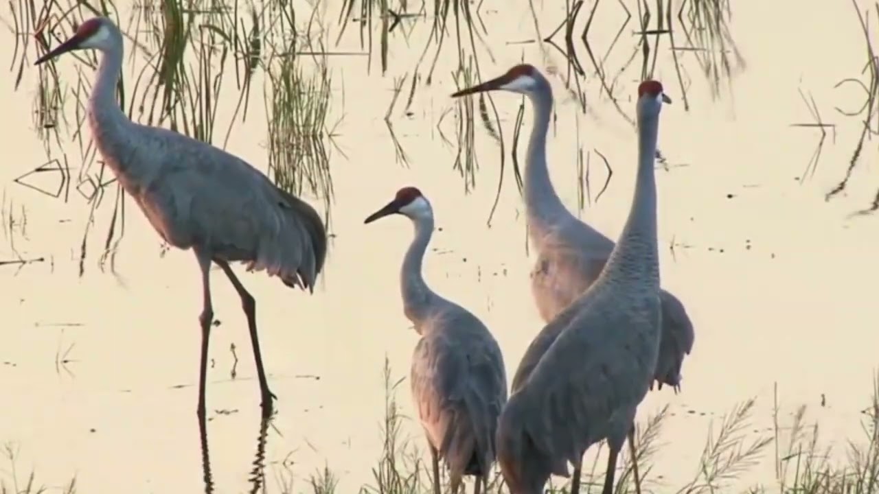 Magic Panda - Alive auf YouTube ansehen Magic Panda - Alive auf YouTube ansehen