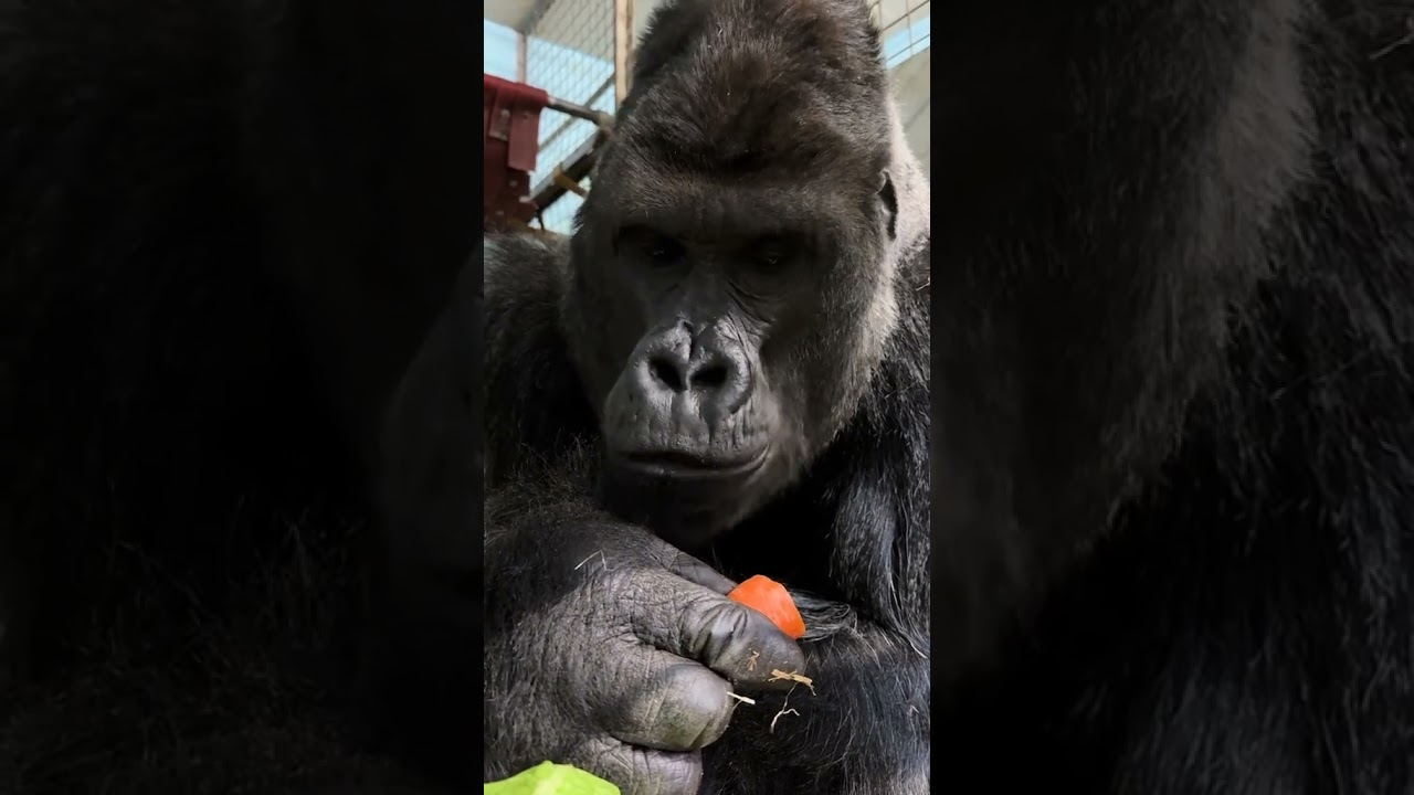 This lovely gorilla is enjoying her crunchy carrot! 