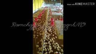 Poultry Drinkar Nippal Ramchandra Equipment