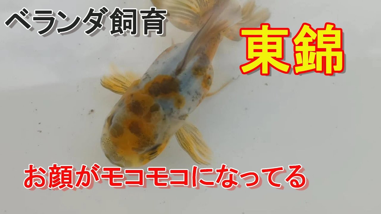 外飼育の東錦の飼育記録・・ - YouTube
