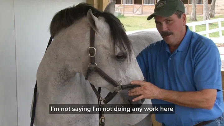 Lateral Cervical Flexion Technique: Achieve Better Neck Mobility for Your Horse