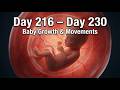Pregnancy Day 216 to Day 230 | Baby Growth & Movements in the Womb (3D Medical Animation)