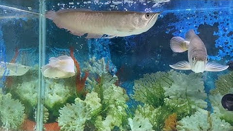 Cá rồng cộng đồng | cho cá ăn đêm khuya | nuôi cá nghiệp dư