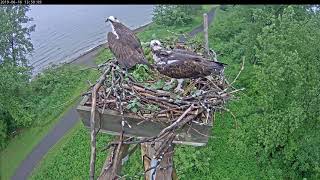 Pair on nest  616 134919 20190616 135145