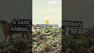 Discover Russias Epic National Parks Secrets