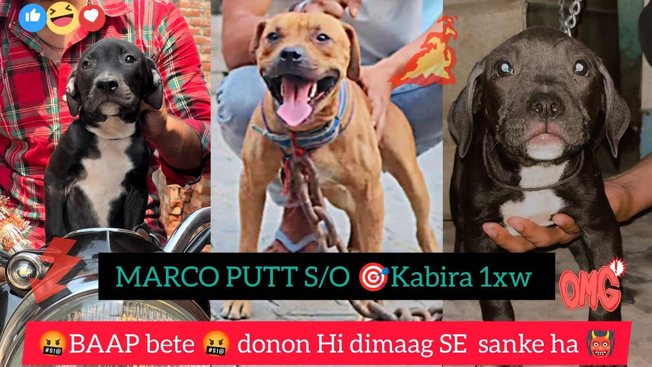 🐕 Marco putt S/O🚀KABIRA 1XW 🤬BAAP Bete 🤬 donon Hi dimaag SE sanke ha👹 
