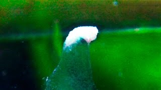 Breeding Axolotls - What do spermatophores look like? Close up ⁴ᵏ ᵁˡᵗʳᵃ ᴴᴰ