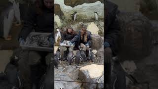 View Of The Pingun Room At Pairi Daiza travel zoo pinguin