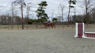 Flat class novice horse hunter