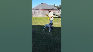 Rowdy Getting to Final Phases of Force Fetch