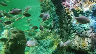 Redbelly Piranahapaku Fishredbelly Nutter Fish