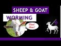 Sheep and Goat Worming:  A Comprehensive Guide for Beginners