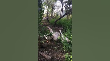 Ngỗng cha mẹ, ngỗng con, video 488#Shorts