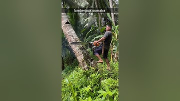 cutting down a coconut tree is very easy#wood#chainsaw#coconuttree#coconut