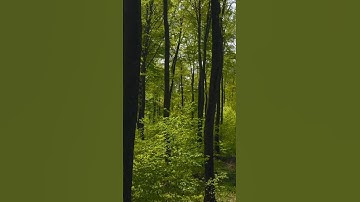 Forests at the speed of light: Miyawaki method🌲 #forest #reforestation #tree #plantastics🌱#plants