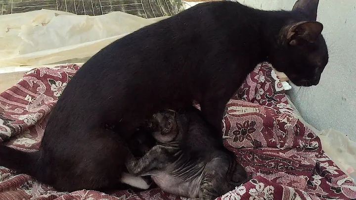 Watch the video about Wow Mom's Black Cat Came To Feeding Munchkin Kittens