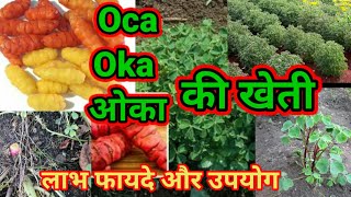 ओका की खेती।oca,oka ki kheti।ओका ,oka oca के लाभ फायदे और उपयोग।oca,oka farming।yam सब्जी।#vegitable