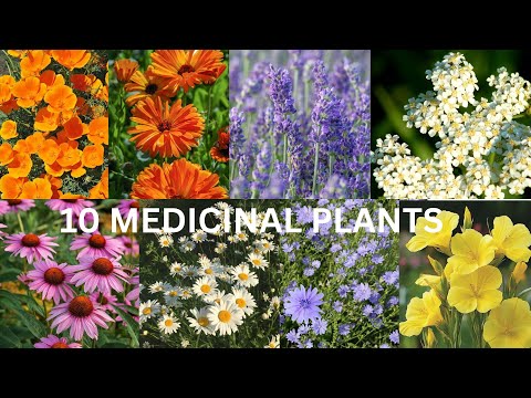 Best 10 Plants for Your Medicine Garden