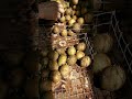 Проращивание и отбор картофеля сорт Гала