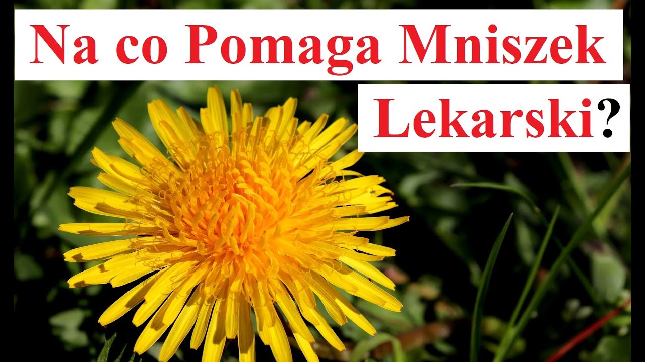 Na co Pomaga Mniszek LEKARSKI YouTube