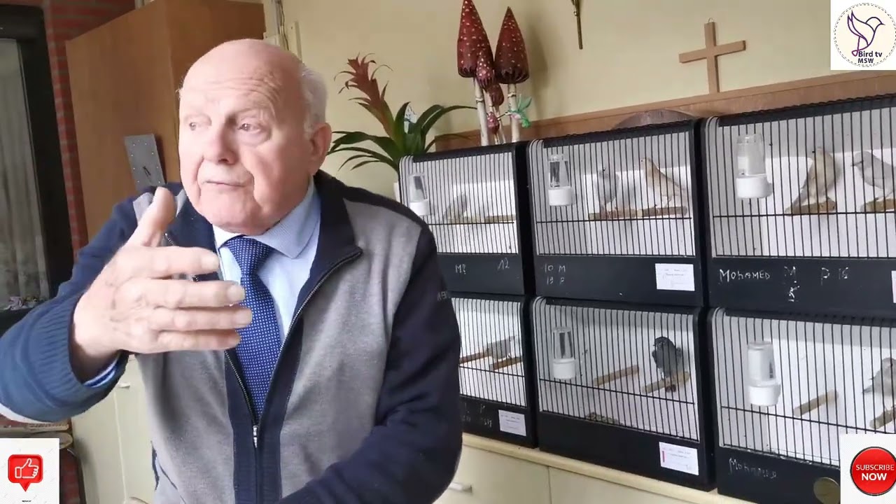 Josef élveur de Izabel en satinet جوزاف مولوع لطيورالساتينات وإيزابل فى بلجيكا ومشاهذة ممتعة