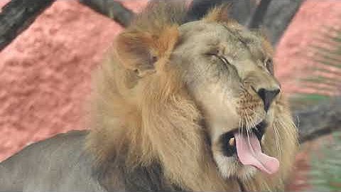 High-Quality AI  & ML Datasets for Computer Vision  Video Training #datasets #ai #ml #MLlearning #AI