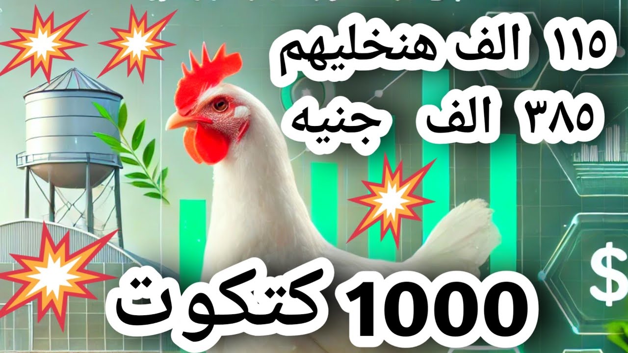 دراسة جدوى تربية 1000 فرخة بيضاء | التكلفة والأرباح #مشروع