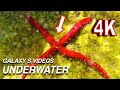 Underwater Galaxy S10 plus 4K Video - The Red Starfish