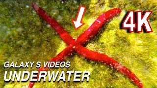 Underwater Galaxy S10 plus 4K Video - The Red Starfish