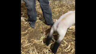 Rule Livestock Tag 26021