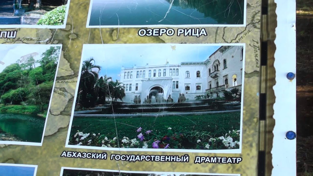 фото эвкалипт николи онлайн