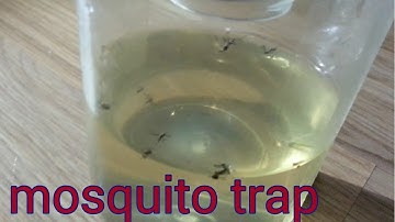 how to make a mosquito trap with a bottle