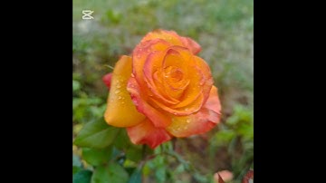 سورة الفاتحة