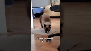 ПОЧЕМУ ИСПУГАННАЯ КОШКА НЕ УБЕГАЕТ? 😼