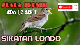 MASTERAN MURAI BATU SUARA BURUNG SIKATAN LONDO JEDA 1-2 MENIT