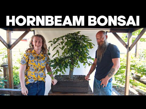Video: Info Pohon Hornbeam - Informasi Kondisi Tumbuh Hornbeam