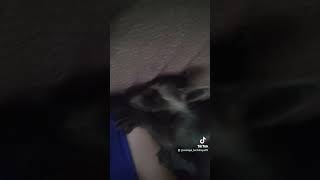 вот так выглядит маленький енот #енот #raccoon #енотик #енотполоскун #еноты