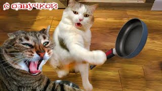Funny Animal Videos 2024  Funniest Dogs and Cats Videos #203