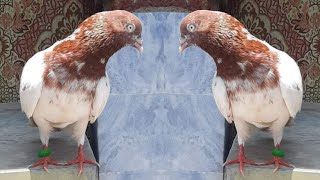 3 Pairs Breeder Pigeons Siqab Lahore