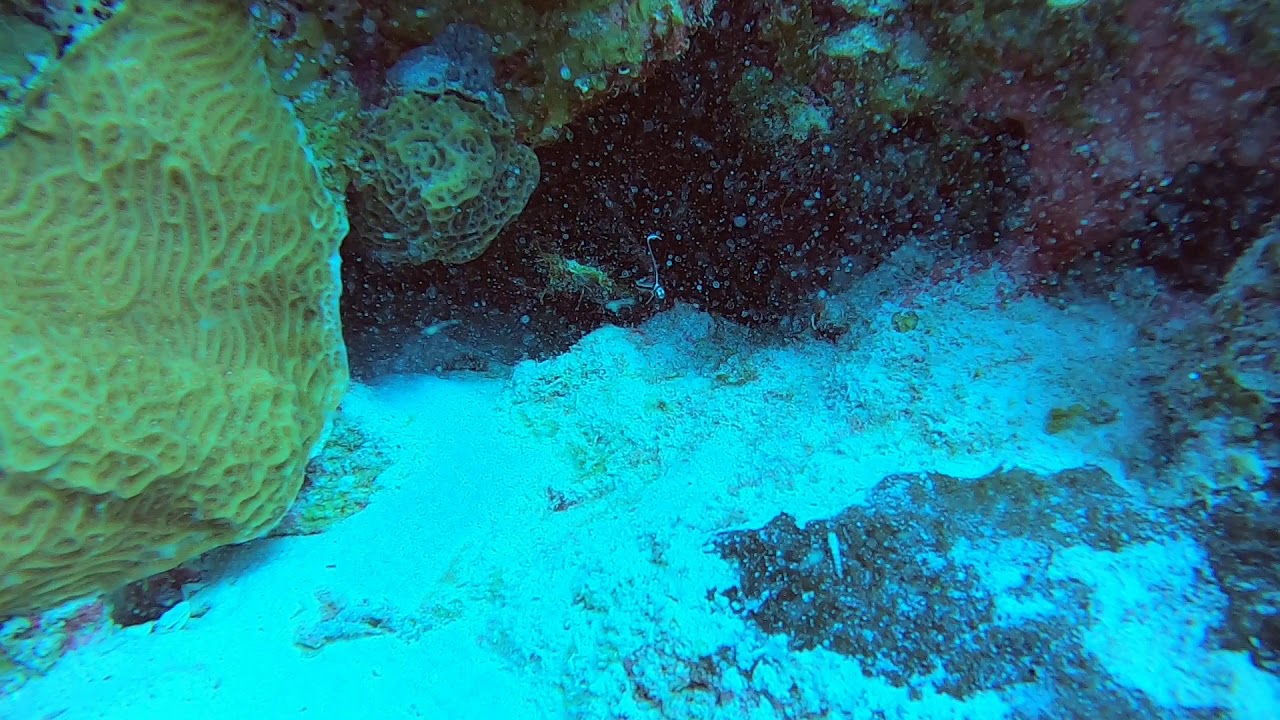 Baby Drum Fish YouTube