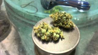 Northern lights strain review my harvest