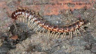 rid centipede millipedes silverfish control centipedes pest diy fascinating kill infestation pict concept awesome bedbugs