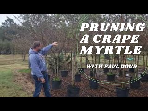 Video: Cutting Crepe Myrtle Knots - Vim Li Cas Knots Form On Crepe Myrtle Trees