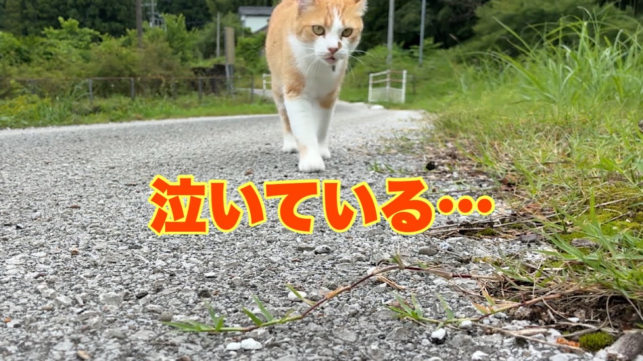 Cats living in a mountain village in Japan. - YouTube