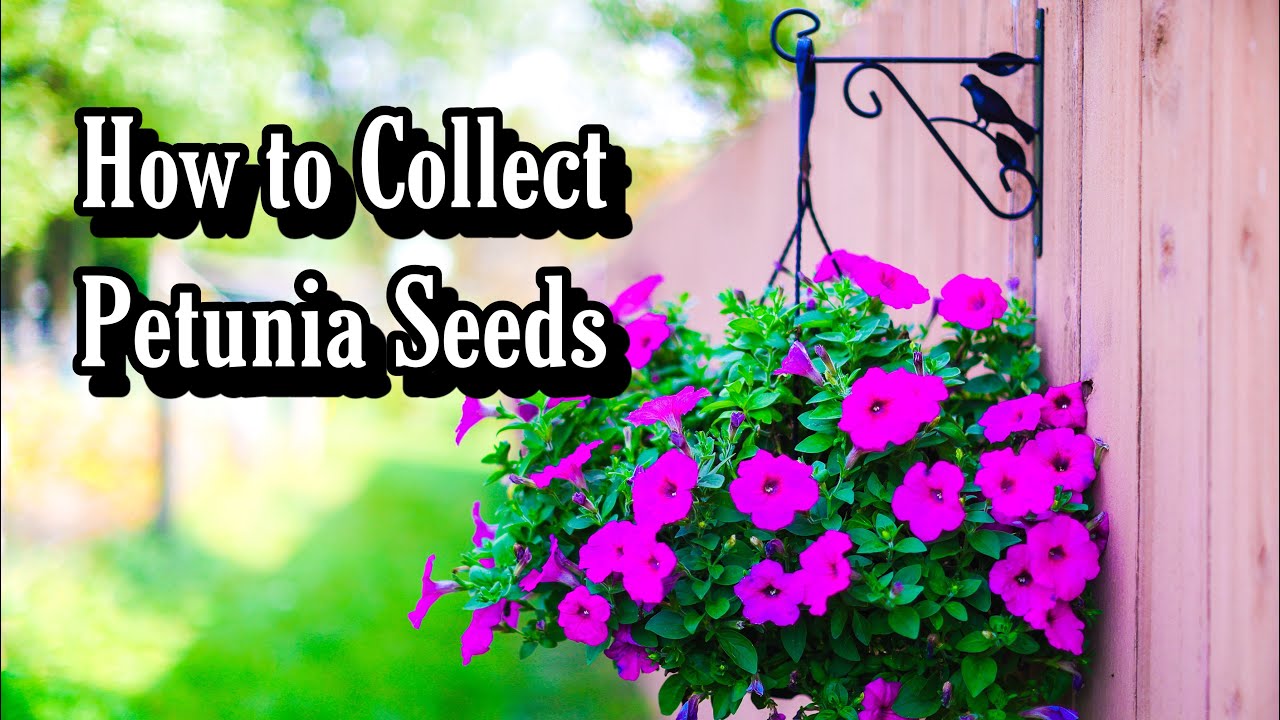 How to Collect Petunia Seeds , Harvesting Flower Seeds for Next Year