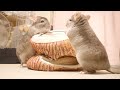 さっきまで寝てたのに…切り株ハウスに何度も飛び乗るチンチラ チンチラ Chinchilla