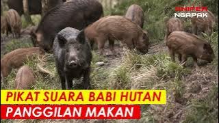 SUARA CELENG COCOK BUAT NYANGGONG MALAM HARI