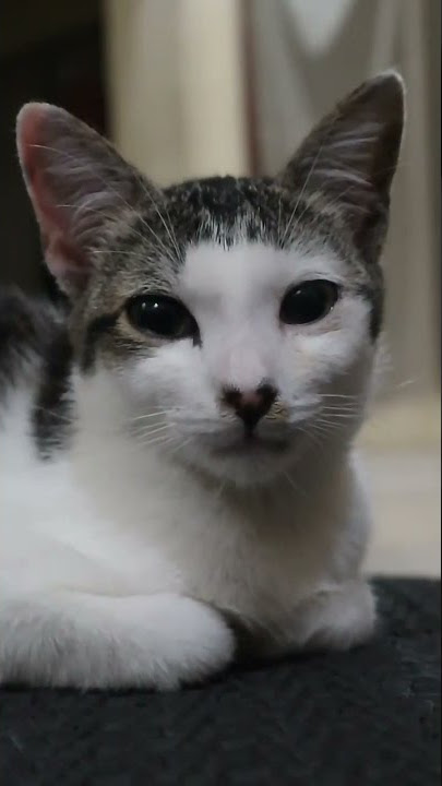 ternyata kucing juga bisa sedih kalau gak digubris | #cat  #kucinglucu #kucing #sedih #flow