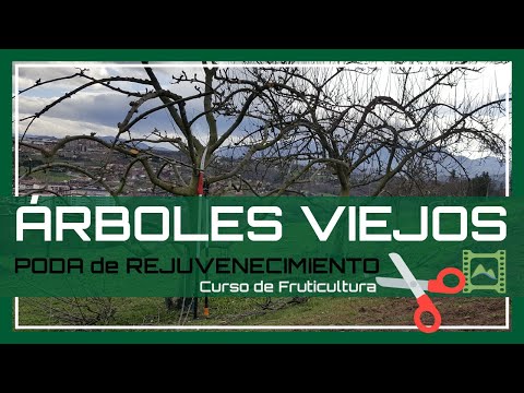 Video: Rejuvenecimiento de árboles frutales viejos - Información sobre la restauración de árboles frutales viejos